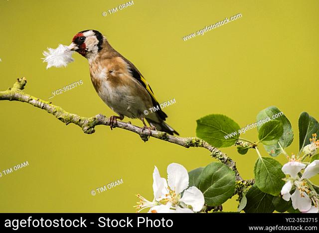 A Goldfinch (Carduelis carduelis) gathering nesting material in the Uk