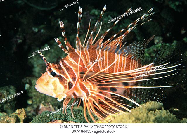Broadbarred Firefish (Pterois antennata). Papua New Guinea