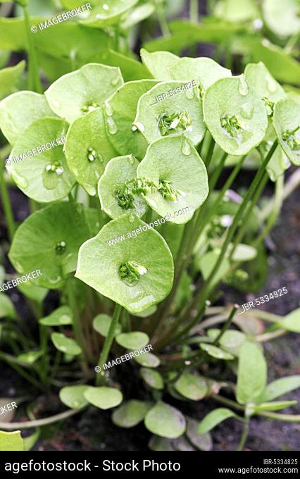 Miner's Lettuce (Claytonia perfoliata) (Montia perfoliata), Winter Purslane, Spring Beauty, Springbeauty, Indian Lettuce