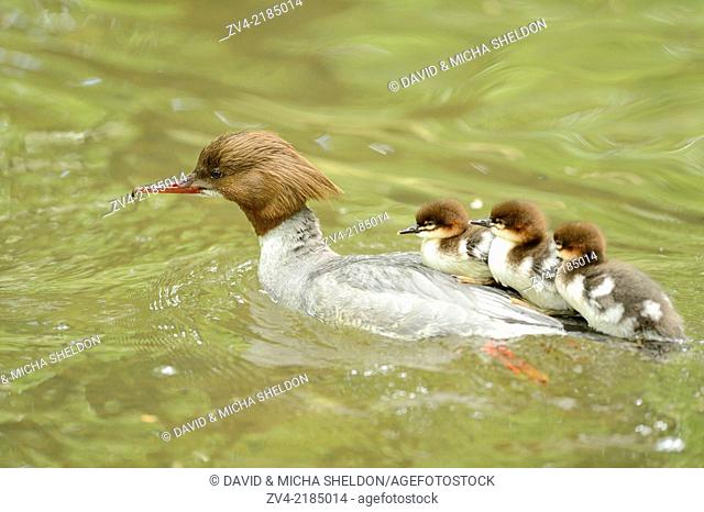 Close-up of a common merganser goosander (Mergus merganser) mother with her chicks swimming in the water in spring