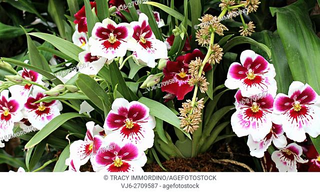 Close up of a cluster of Miltonia White Truffle Bright Eye Orchids and Miltoniopsis Lennart Karl Gottling Red Rim Orchids in differing stages of bloom