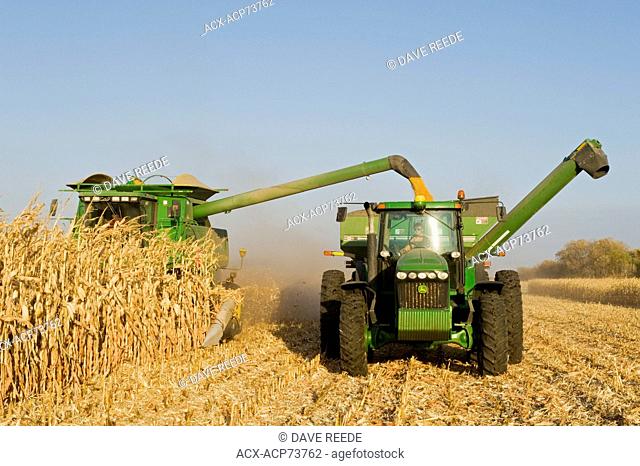 a combine empties into a grain wagon on the go, during the feed corn, (grain corn) harvest, near Niverville, Manitoba, Canada