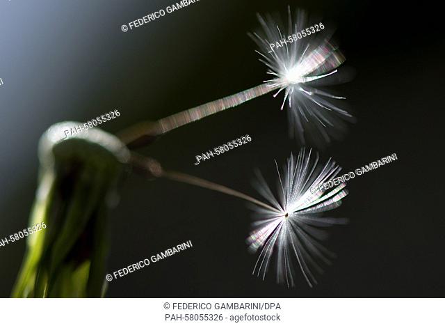 A dandelion is pictured with its seeds in Cologne, Germany, 04 May 2015. The main blooming period of the flower in Europe runs from April to June