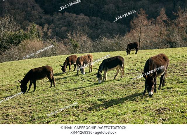 Donkeys grazing, Parque Natural de Pagoeta, Aya Aia, Guipuzcoa Gipuzkoa Basque country Euskadi, España Spain