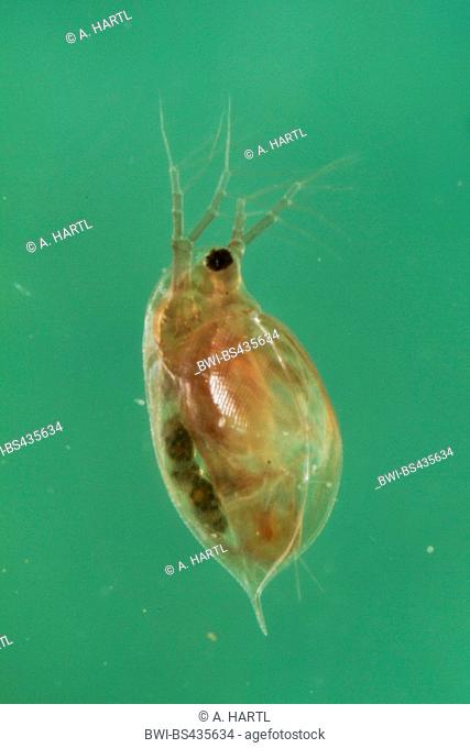common water flea (Daphnia pulex), female with juveniles in the brood chamber, Germany