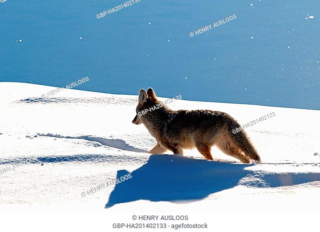 Coyote (Canis latrans) - Walking in the snow - Yellowstone - USA