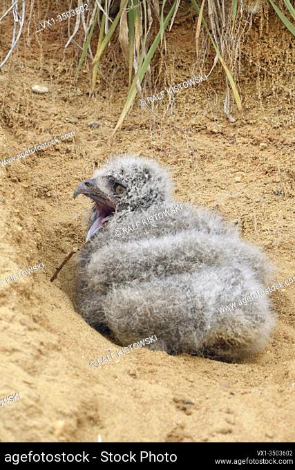 Eurasian Eagle Owl / Europaeischer Uhu ( Bubo bubo ), very young chick, fallen out of its nesting burrow in a sand pit, helpless, cute, wildlife, Europe