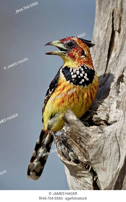 Crested barbet (Trachyphonus vaillantii), Selous Game Reserve, Tanzania, East Africa, Africa