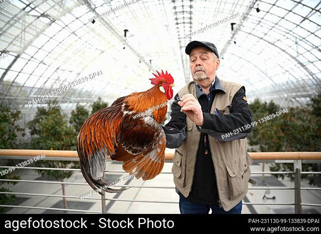 30 November 2023, Saxony, Leipzig: Breeder Bernd Ferl holds an Italian cock. From December 1 to 3, 2023, the 127th Lipsia Federal Show and the 27th Breed Pigeon...