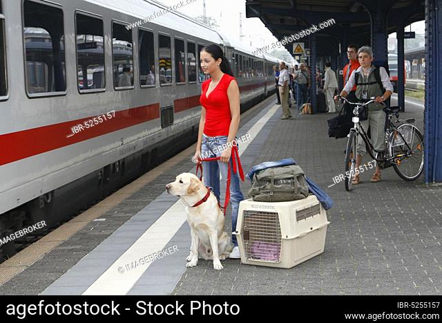 Woman with Labrador retriever on leash, luggage and transport box on platform, kennel, train station