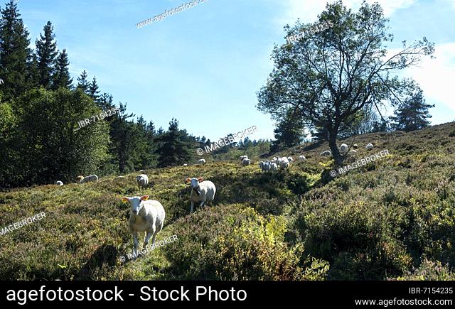 Sheep grazing in the Livradois-Forez Regional Nature Park, col des Supeyres, Livradois-Forez regional natural park, Puy de dome department, Auvergne