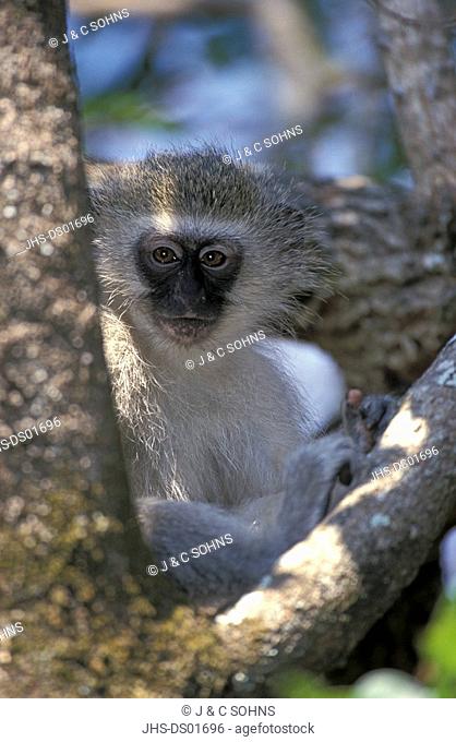 Vervet Monkey, Grivet Monkey, Cercopithecus aethiops, Krueger Nationalpark, South Africa, Africa, adult on tree, portrait
