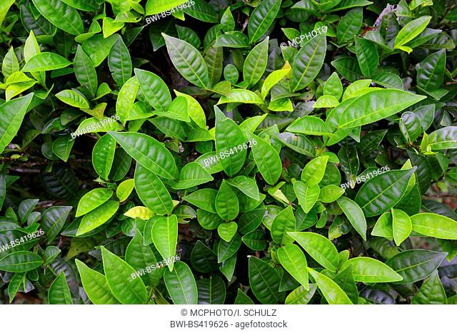tea plant (Camellia sinensis, Thea sinensis), tea plant on the island Mahe, Seychelles, Mahe