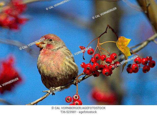 A House Finch (Carpodacus mexicanus) gorges on berries in late November in New York City's Central Park. USA