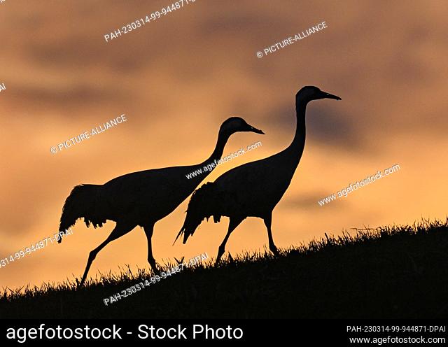 dpatop - 14 March 2023, Brandenburg, Podelzig: Two cranes (Grus grus) are on the move in the early morning sunrise on a hill on the edge of the Oderbruch