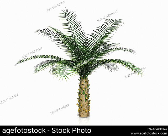the palm tree on a white background