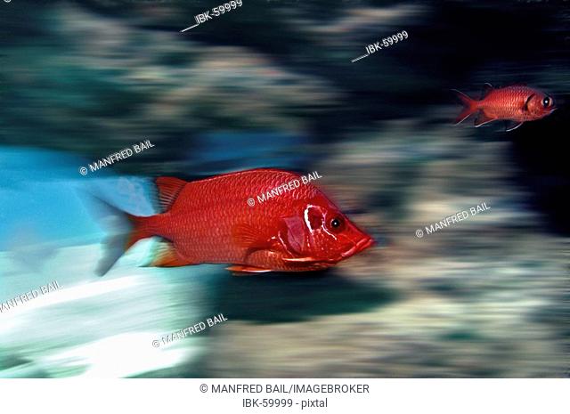 Middle East Egypt Red Sea Long jawed Squirrelfish Sargocentron spiniferum