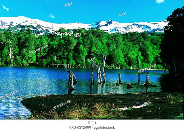 Chile, Captrén Volcanic Lagoon and submerged forest with trunks stand out of water, Conguillio National Park, Region IX de la Araucania, South America
