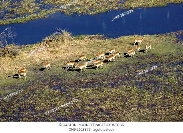 Red Lechwe (Kobus leche), in the floodplain, aerial view. Okavango Delta, Moremi Game Reserve, Botswana. The Okavango Delta is home to a rich array of wildlife