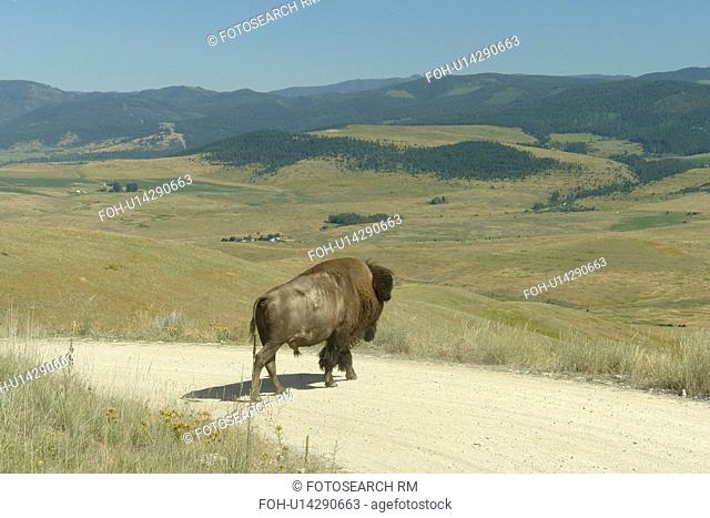 Moiese, MT, Montana, Headquarters National Bison Range, Flathead Indian Reservation, Mission Valley, Male Buffalo