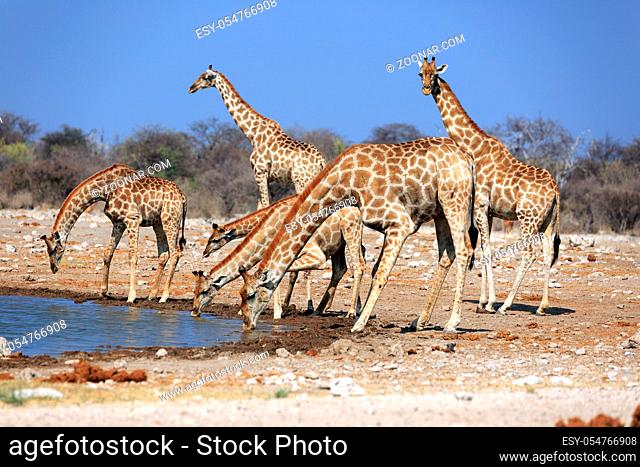 Eine Giraffenherde am Wasserloch klein Namutoni im Etosha Nationalpark in Namibia