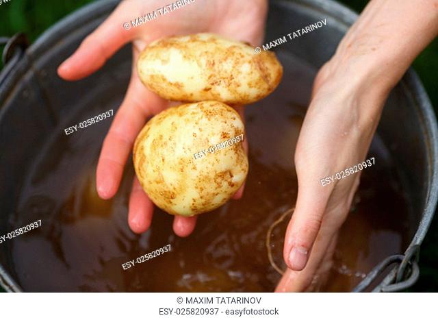 Potato harvesting. Female hands washing freshly gathered potatoes. Locavore, clean eating, organic agriculture, local farming, growing concept