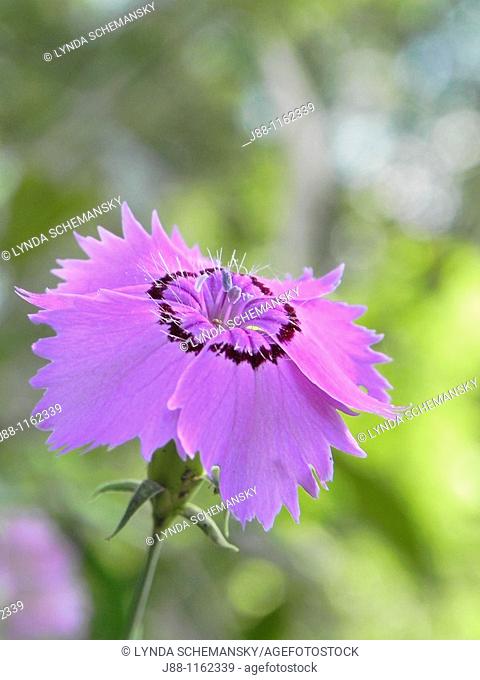 Dianthus amurensis 'Siberian Blues' flower in Summer sunlight