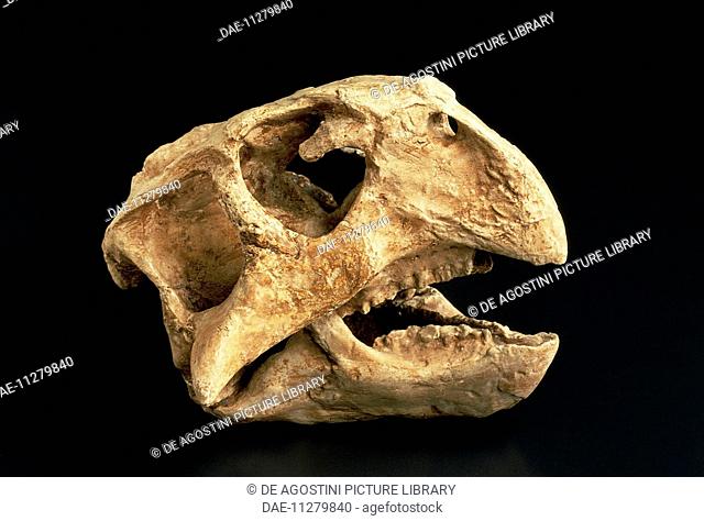 Skull of Psittacosaurus, Ornithischia, Cretaceous