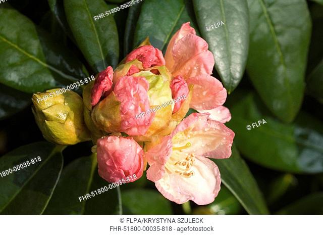 Cultivated Rhododendron Rhododendron degronianum yakushimanum x R 'Fabia Tangarine' 'Percy Wiseman', opening flowers, England, april