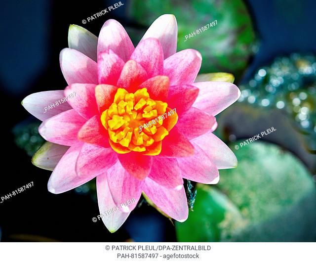 A blossoming water lily at the water lily farm in Gross Rietz, Germany, 26 June 2016. Christian Meyer-Zilinski has been growing rare and new types of water lily...