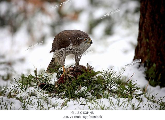 Northern Goshawk, (Accipiter gentilis), adult in winter in snow with prey, Zdarske Vrchy, Bohemian-Moravian Highlands, Czech Republic