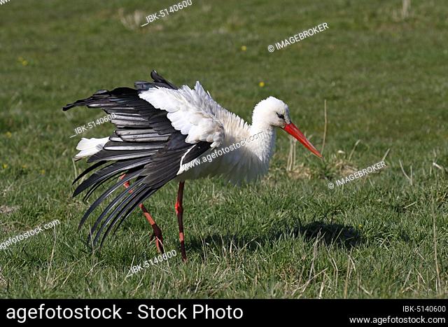 White stork (Ciconia ciconia) airs its plumage, Elbe meadows, Wedel, Schleswig-Holsteion, Germany, Europe