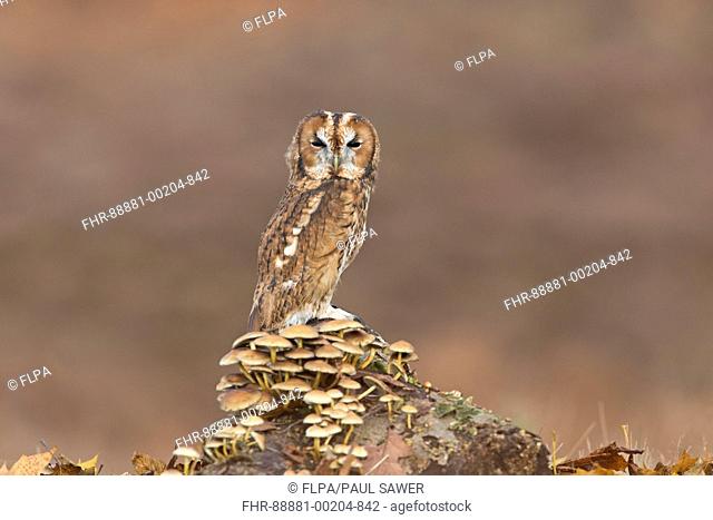 Tawny Owl (Strix aluco) adult, perched on log with Sulphur Tuft Fungi (Hypholoma fasciculare), adopting a raised and narrow posture to aid camouflage when...