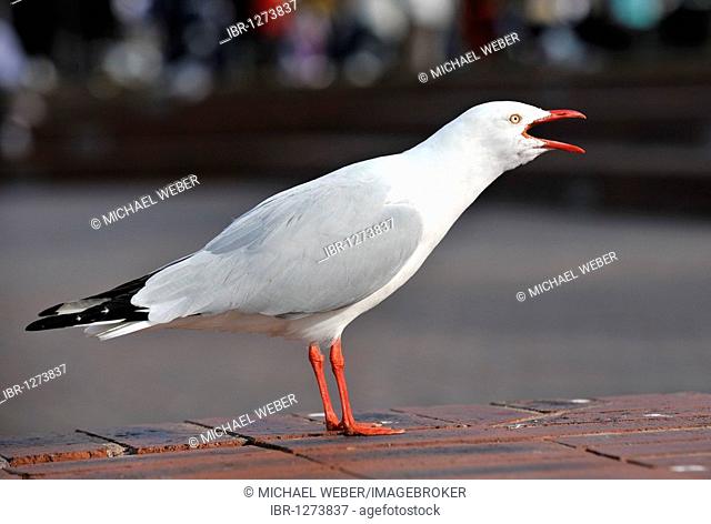 Silver Gull, also Seagull (Chroicocephalus novaehollandiae), New South Wales, Australia, calling
