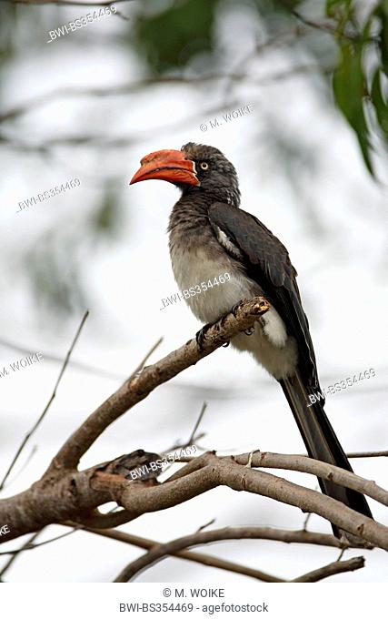 crowed hornbill (Tockus alboterminatus), female sitting on a branch, South Africa, St. Lucia
