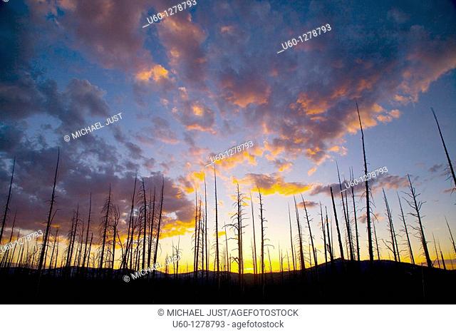 The sun sets behind an old growth forest of Lodgepole Pines at Yellowstone National Park, Wyoming