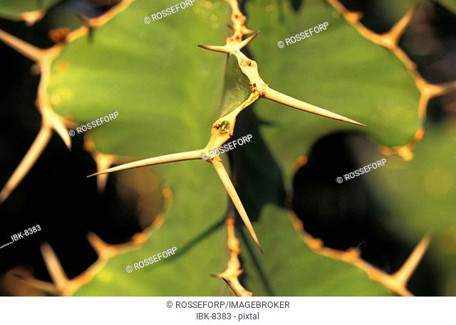 Euphorbia grandicornis, detail