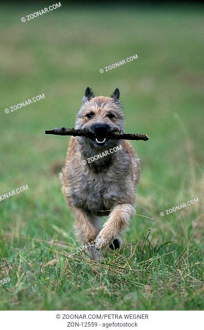 Belgian Shepherd, Laekenois, retrieving branch /  Belgischer Schaeferhund, Laekenois, apportiert Stock  /  [Schäferhund, animals, Saeugetiere, mammals, Haushund