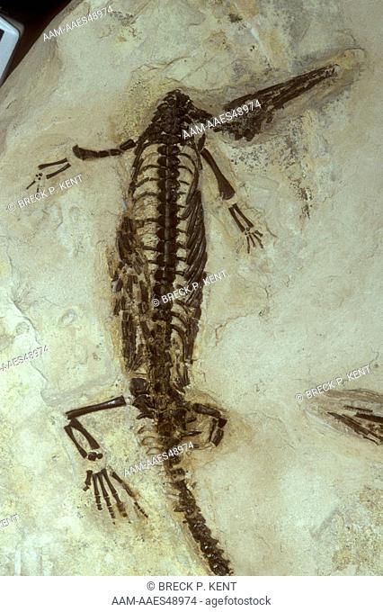 Mesosaurus Fossil, Permian Period, Brazil