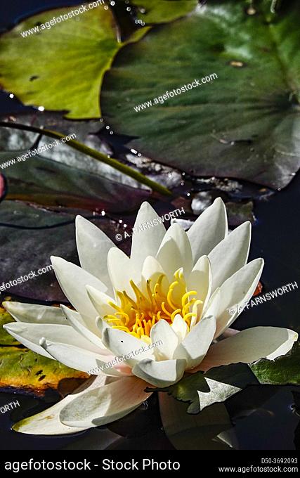 Hirtshals, Denmark A white water-lily in a pond