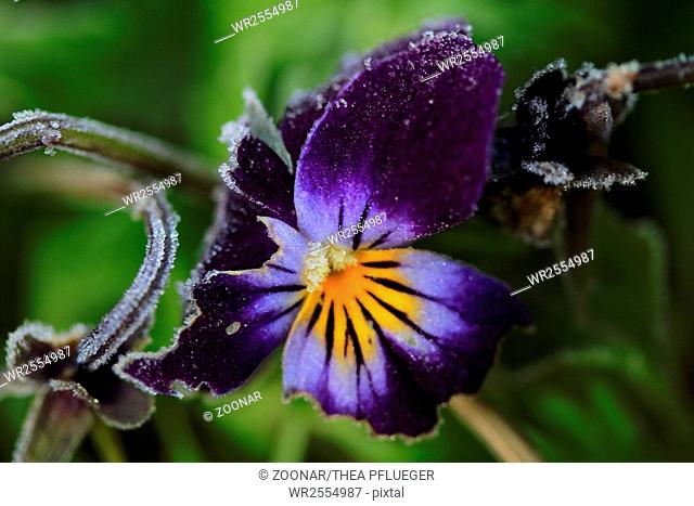 Pitted horn violet (Viola cornuta) with hoarfrost