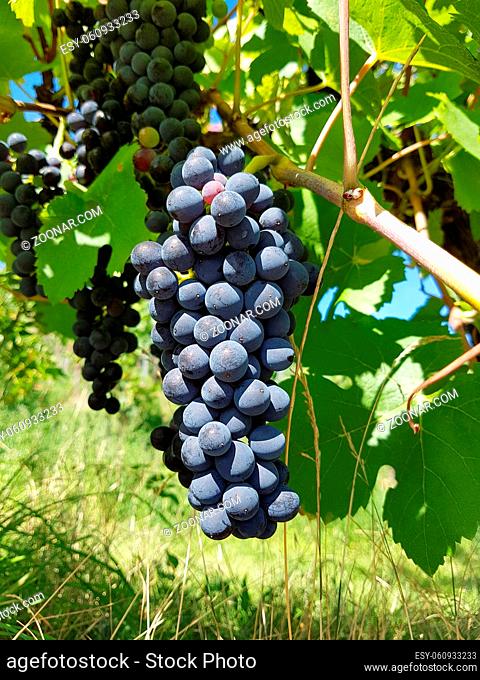 Der Dornfelder, ist eine Rotweinsorte mit blauen Trauben. The Dornfelder, is a red wine variety with blue grapes