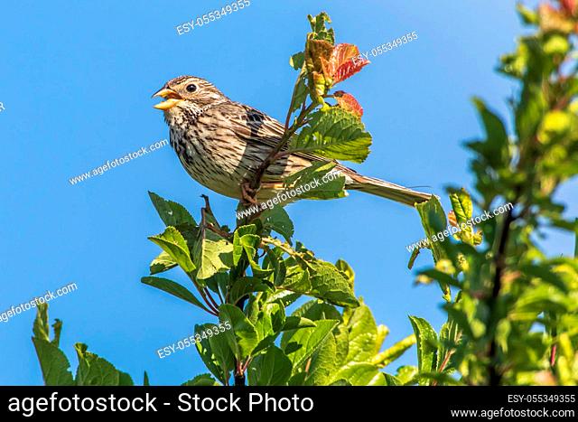 A corn bunting is sitting on the top of a shrub
