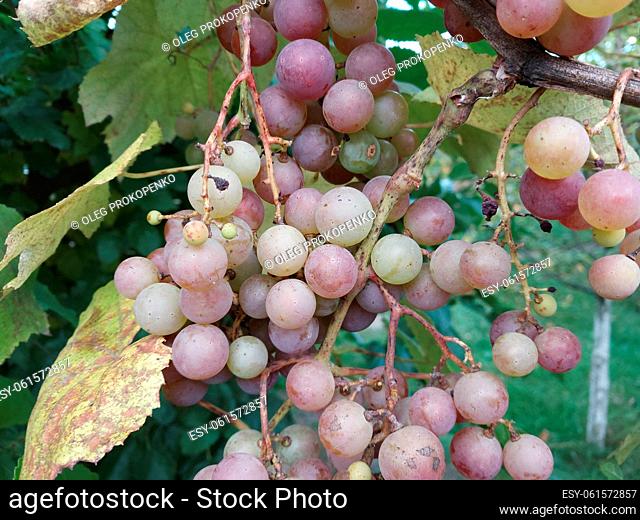 Ripe grape harvest in a the garden