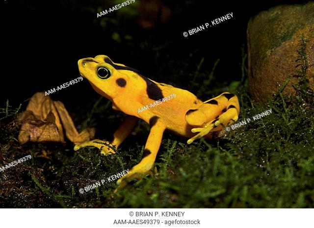 Panamanian Golden Frog (Atelopus zeteki) Montane species (335 to 1, 315 m above sea level) Endemic to Panama
