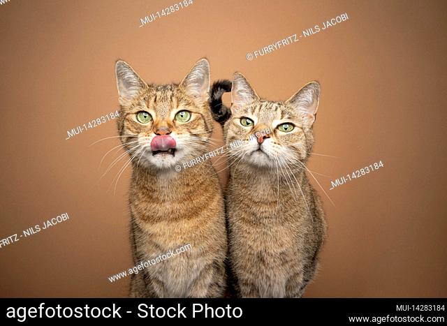 two tabby domestic shorthair cats side by side hungry waiting for food licking lips with copy space