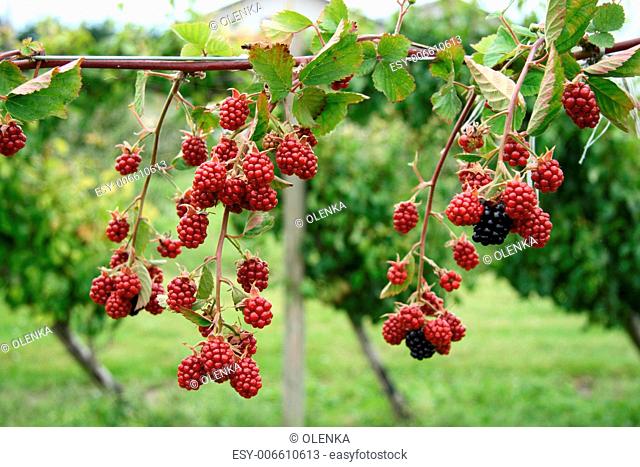 mostly unripe blackberries bunch on a farm, close-up, soft focus