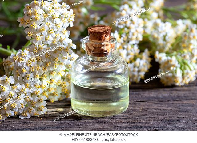 A bottle of essential oil with fresh blooming yarrow plant