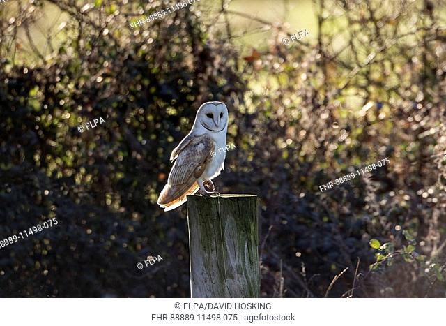 Barn Owl at Deepdale Marsh, Norfolk