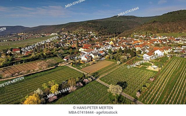 Almond blossom near Neustadt-Gimmeldingen, Pfalz, Palatinate Wine Route, Rhineland-Palatinate, Germany, aerial view